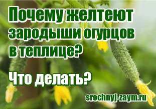 Желтеют зародыши огурцов