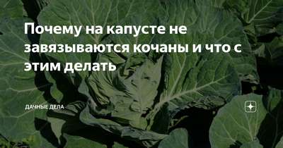 Капуста плохо завязывается