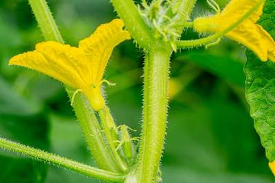 Пустоцветы на огурцах