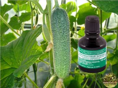 Зеленка для огурцов