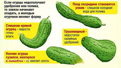 Почему огурцы растут крючком