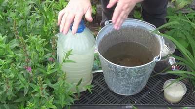 Дрожжевая подкормка помидор и огурцов