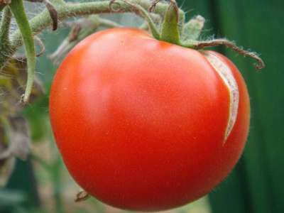 Трескаются помидоры в теплице