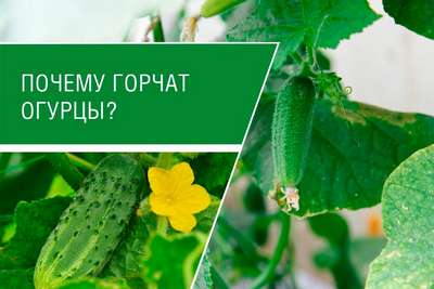 Почему горчат огурцы?