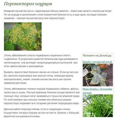 Лечение пероноспороза огурцов