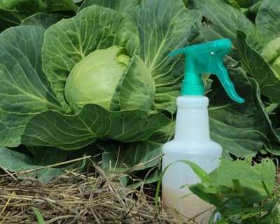 Опрыскивание капусты от вредителей