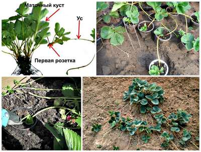 Как сажать клубнику усами в августе?