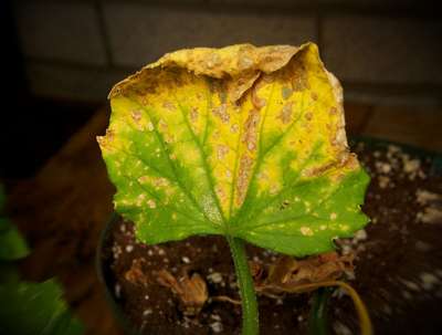 Желтеют и сохнут листья у огурцов