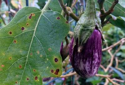 Заболевания и вредители баклажан