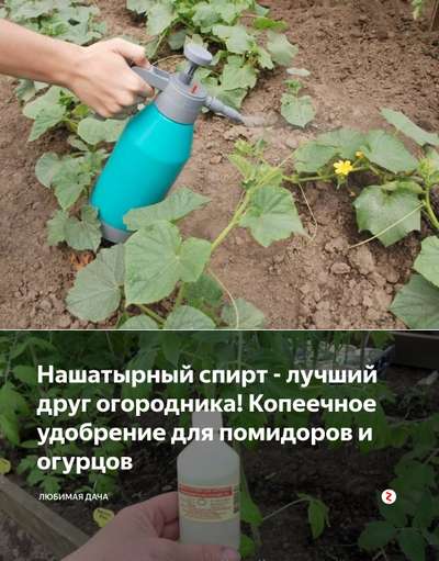 Нашатырный спирт для огурцов и помидоров