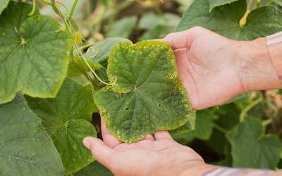 Заболевания огурцов