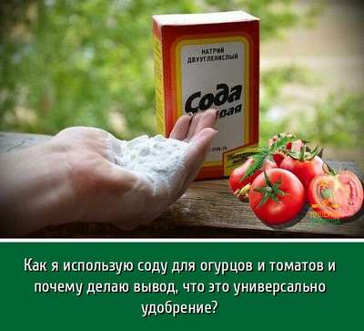Сода для томатов и огурцов