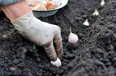 Как сажать чеснок под зиму?