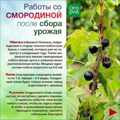 Чем обработать смородину после сбора урожая?