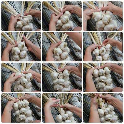 Способы плетения чеснока в косу для хранения