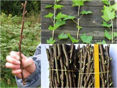 Как размножить черную смородину черенками весной