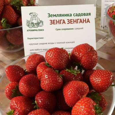 Сорт клубники Зенга зенгана