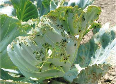 Вредители капусты