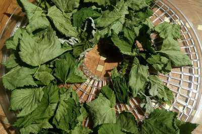 Сушка листьев смородины и малины для чая