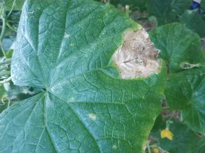 Заболевания огурцов в теплице