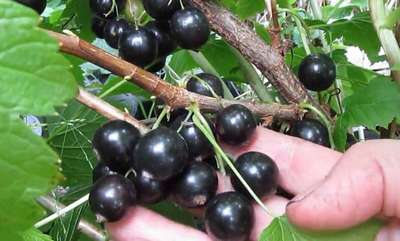 Сорта черной смородины для Подмосковья: топ лучших