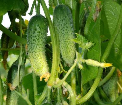 Сорт огурцов Кураж