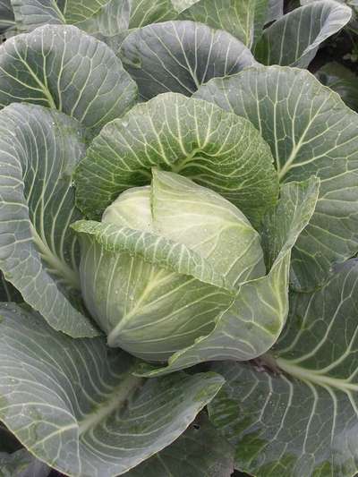 Сорт капусты Ринда