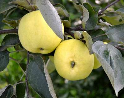 Сорт яблони Папировка