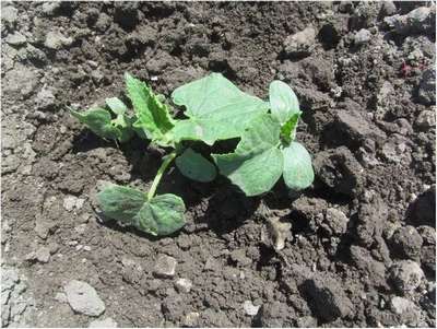 Не растут огурцы в открытом грунте