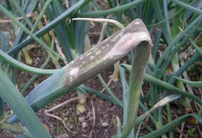 Мучнистая роса на луке