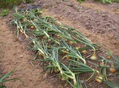 Сбор лука в дождливое лето