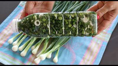 Как сохранить зеленый лук на зиму?