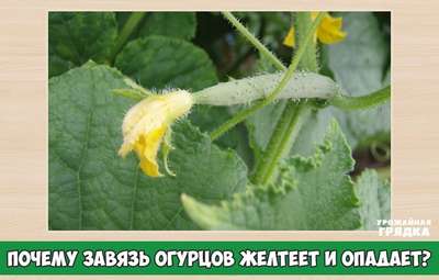 Желтеют и опадают завязи у огурцов