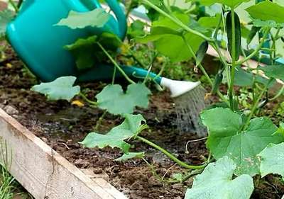 Полив огурцов в теплице