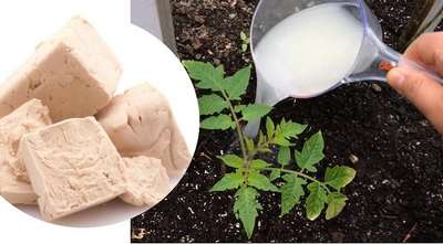 Подкормка растений дрожжами