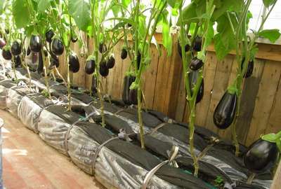 Как вырастить баклажаны в теплице?