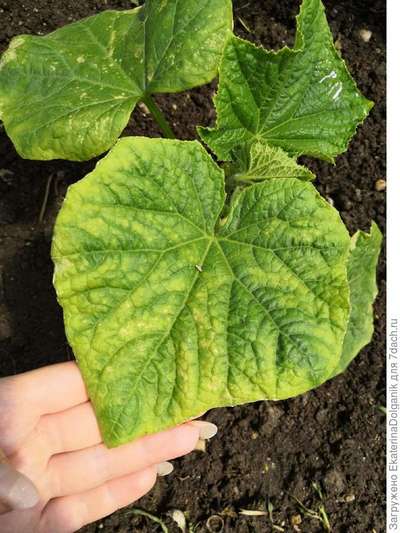 Желтеют листья у огурцов в теплице