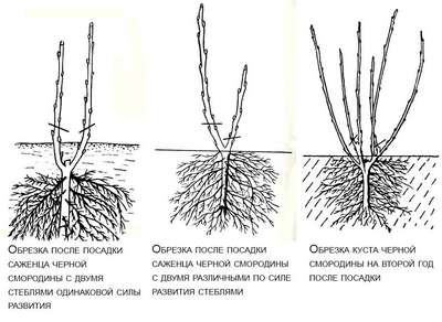 Как посадить черную смородину весной?