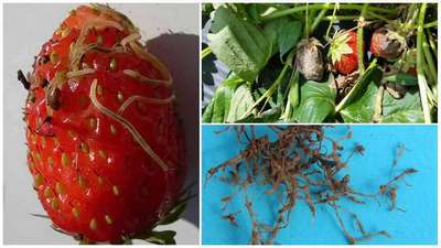 Нематода на клубнике