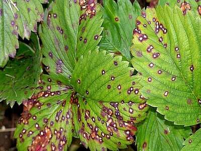 Пятна на листьях клубники