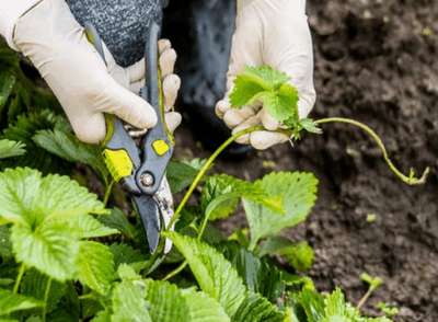 Когда обрезать усы у клубники?