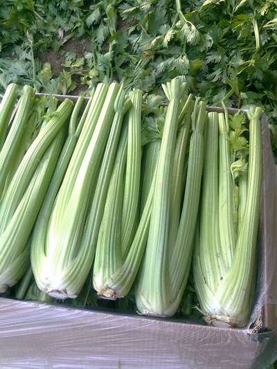 Черешковый сельдерей