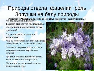 Как применять сидерат фацелия