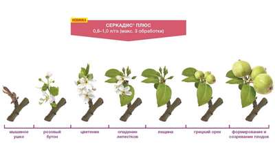 Когда цветут яблони и что на это влияет?