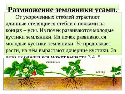 Как размножать клубнику усами?