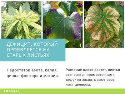 Как узнать, каких микроэлементов не хватает огурцам?