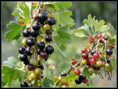 Йошта — гибрид смородины и крыжовника