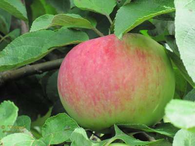 Сорт яблони Орловим