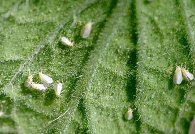 Белокрылка в теплице