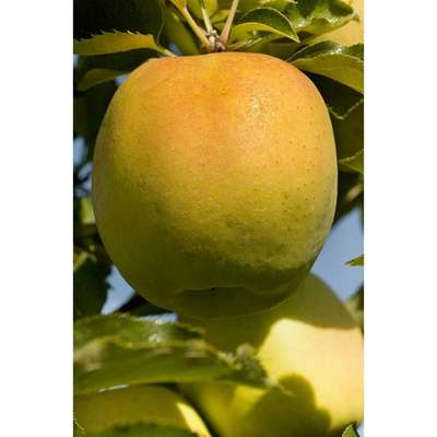 Сорт яблони Мутсу